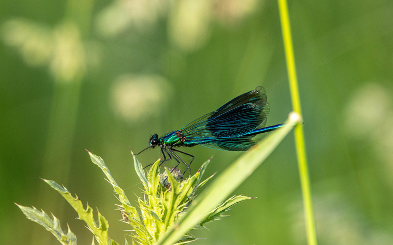 Macro